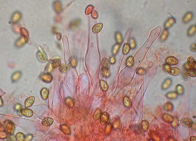 Galerina spec. Cod.DSCN 9112